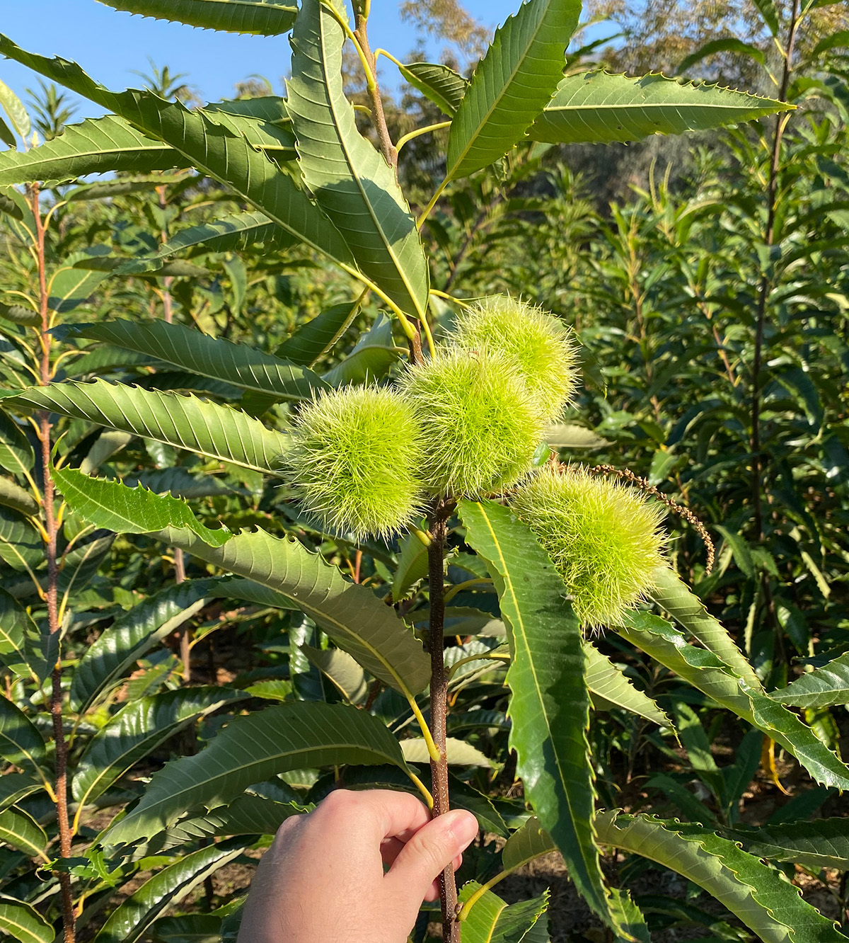 Chestnut Rind On Tree Premium Quality Walnut Trees for Sale in Europe | Walnut Tree Nursery EU