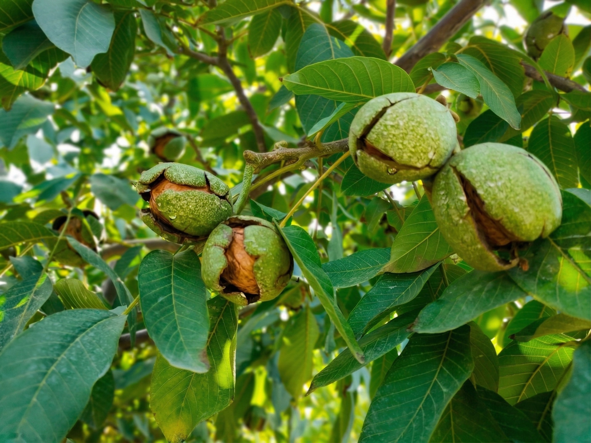 Walnut Tree Varieties | Waltree Nursery Europe